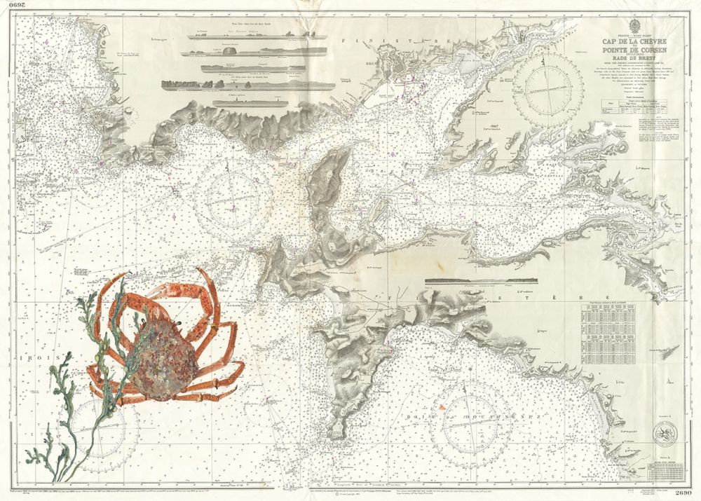 Araignée de mer dans la rade de Brest