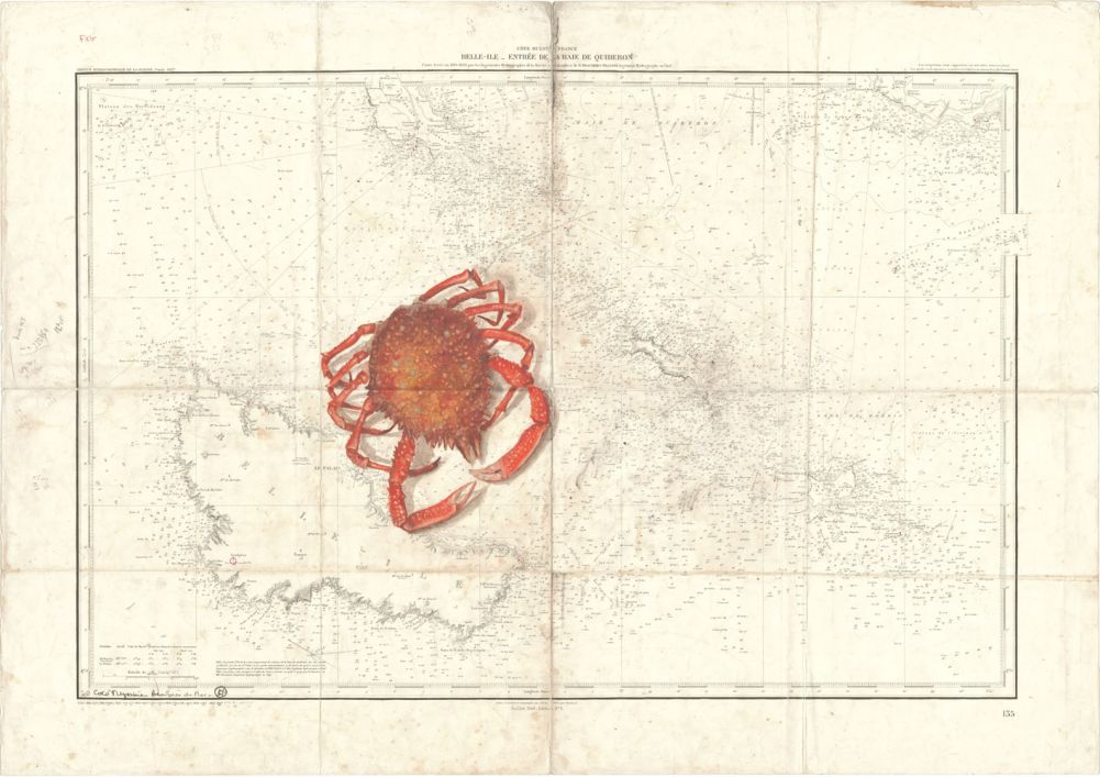 araignée de mer de belle ile