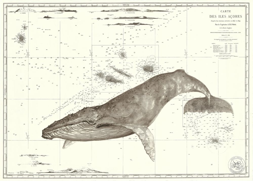 Baleine aux Açores