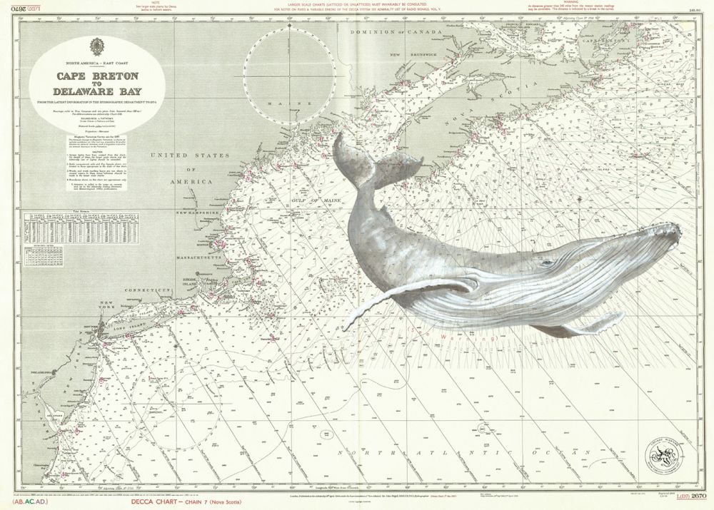 Baleine entre Cap Breton et Delaware bay