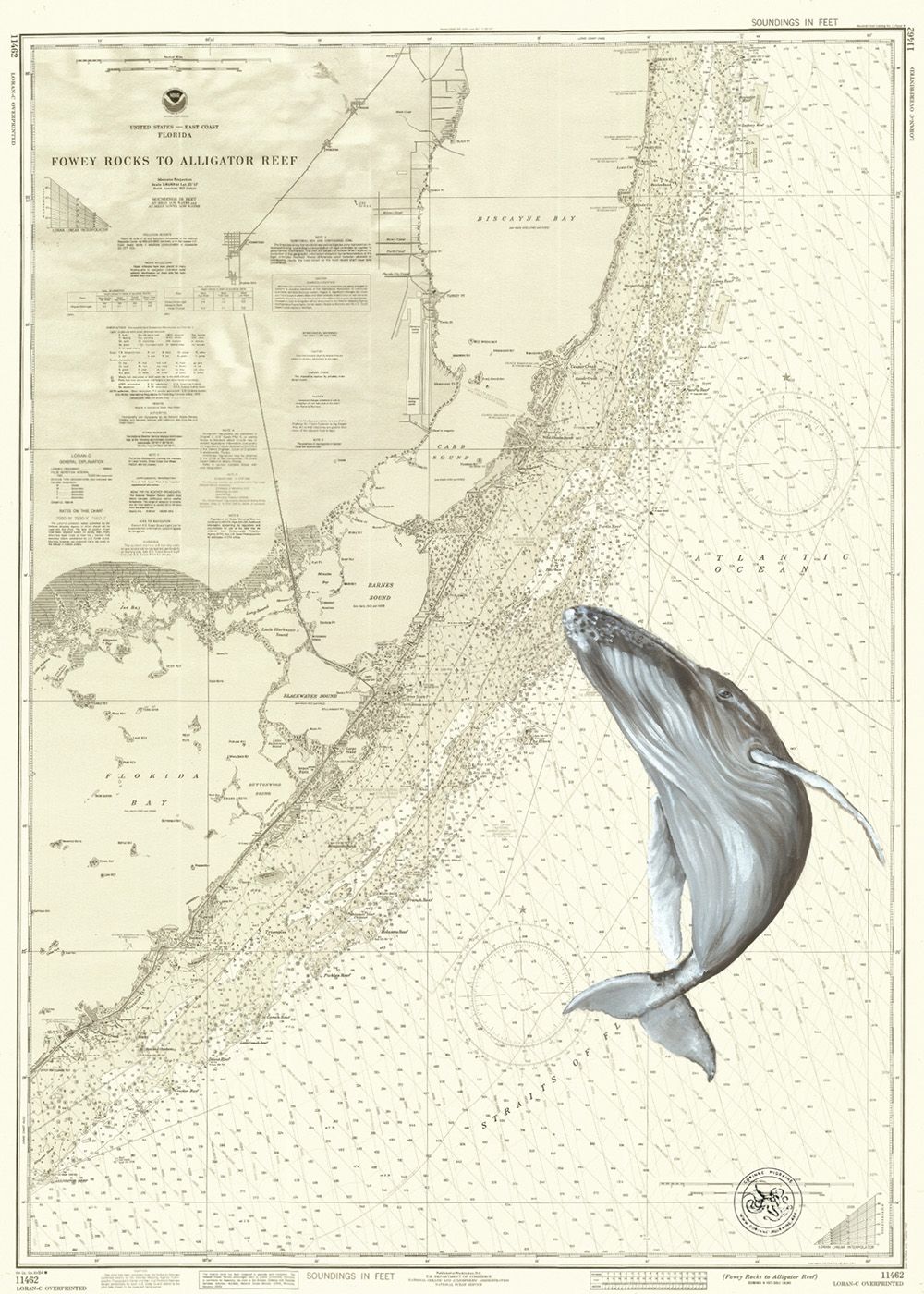 Baleine entre Fowey Rock et Alligator Reef