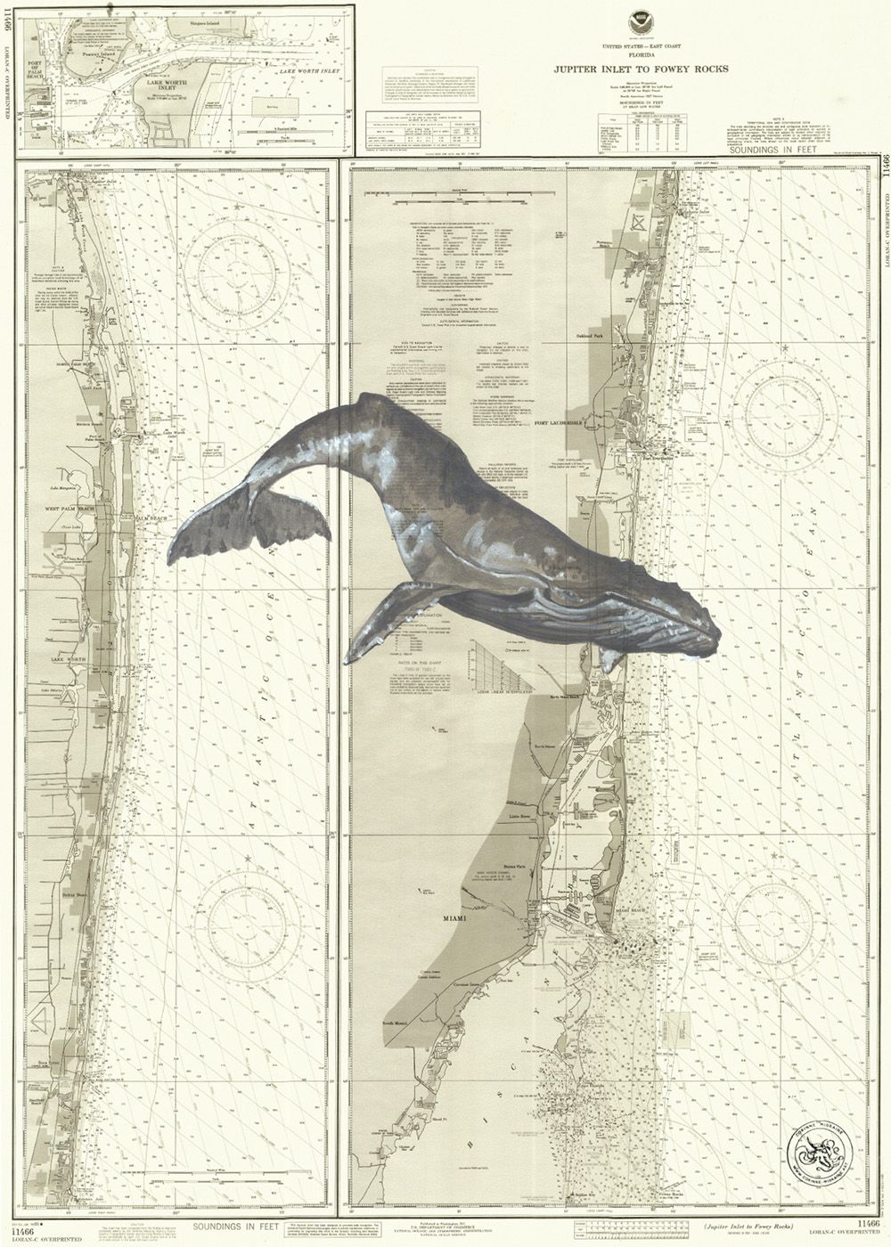 Baleine entre Jupiter Inlet to Fowey Rock