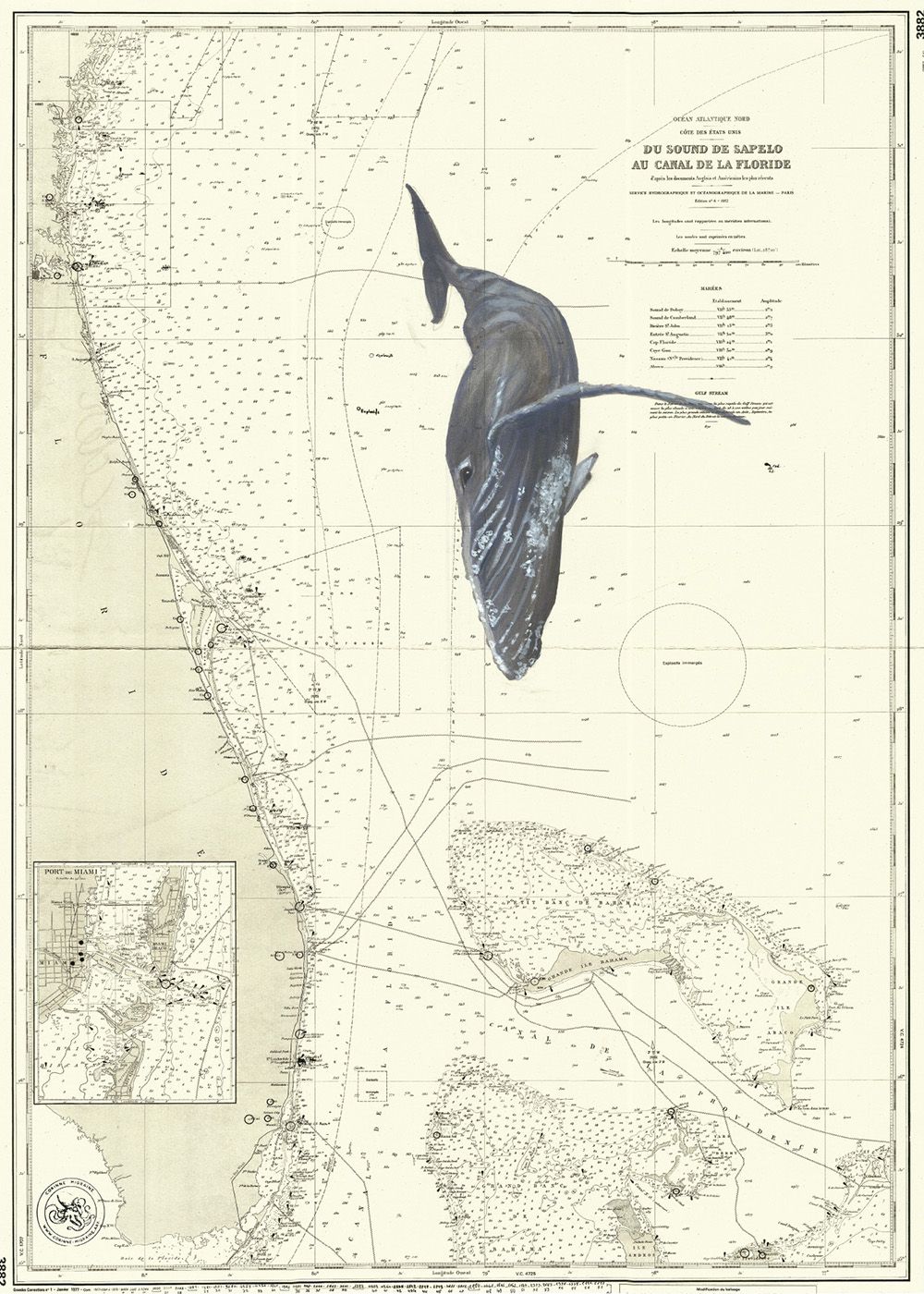 Baleine entre Sapelo sound et le canal de Floride