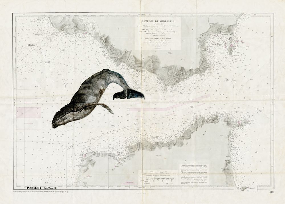 Baleine sur le détroit de Gibraltar