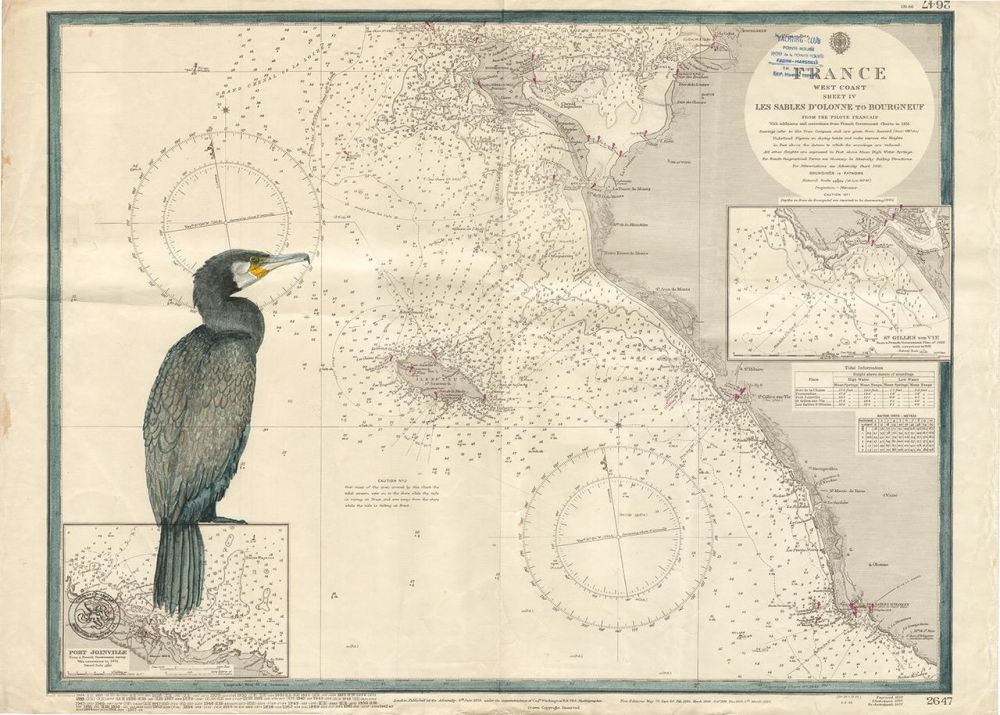 Cormoran sur l'île d'yeu