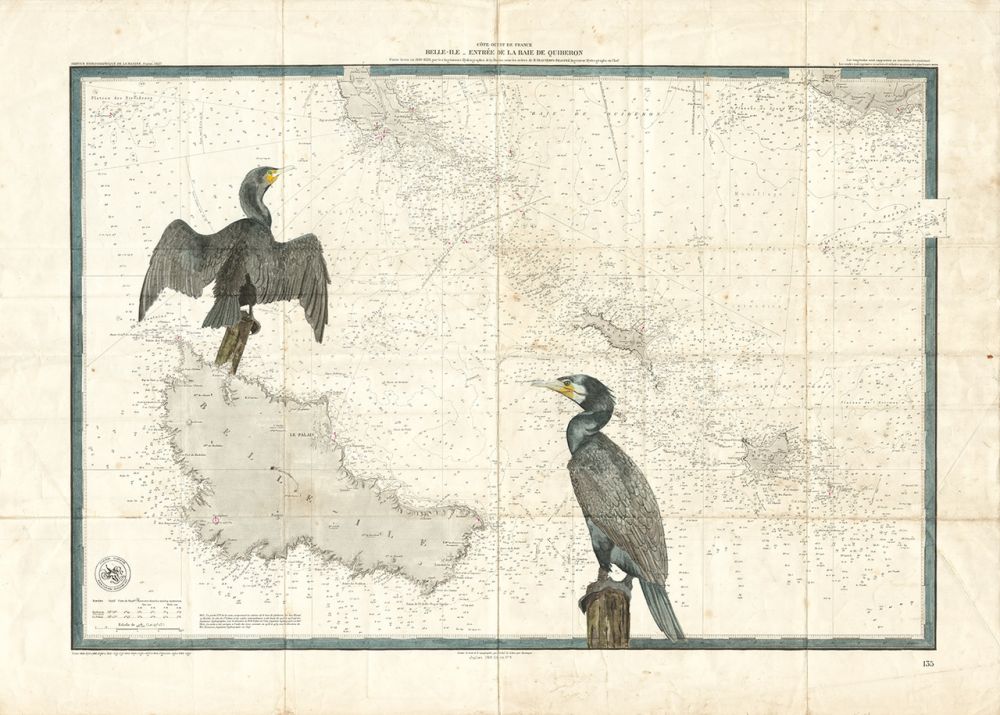 Cormorans à Belle Ile