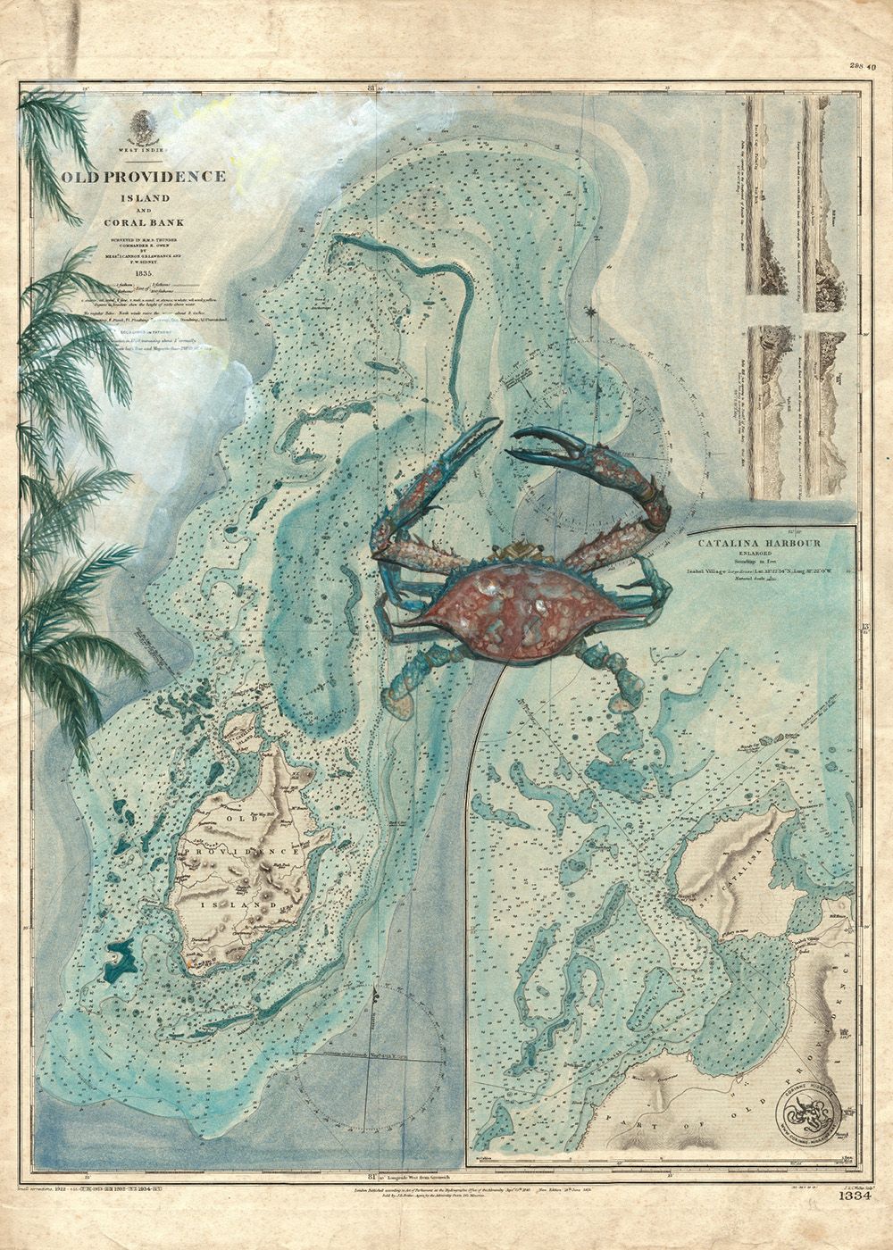 Crabe bleu sur l'île de  Old Providence