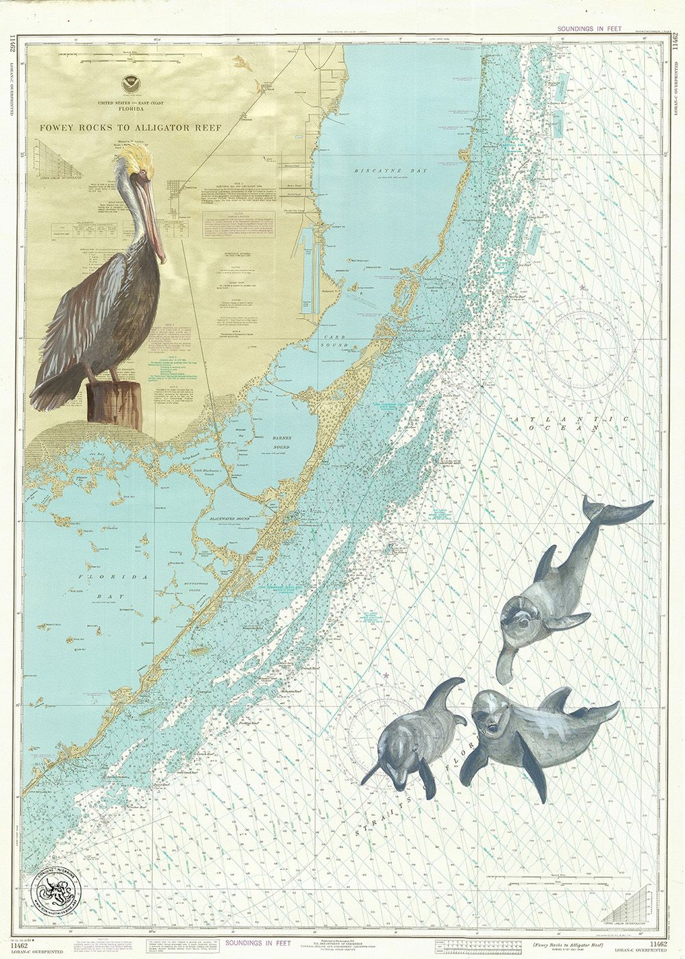 Fowey Rock to Alligator reef pelican et dauphins