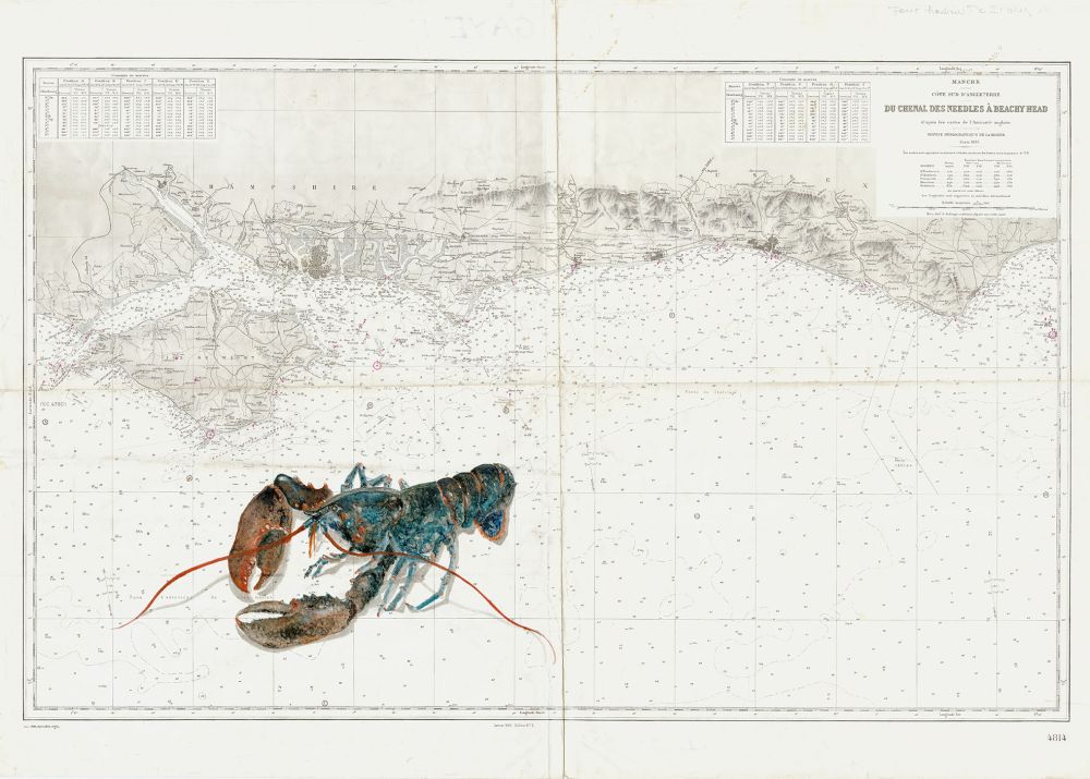 Homard au large de l'ile de Wight