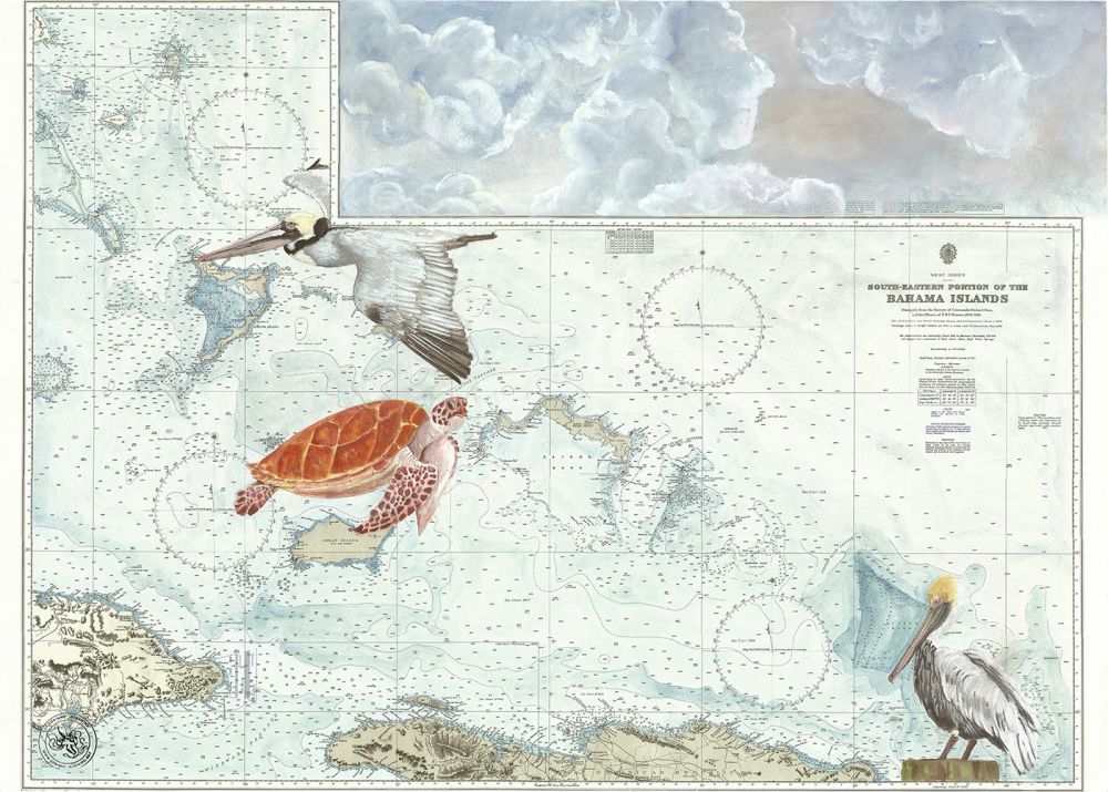 Îles Bahamas avec Tortue et Pelican