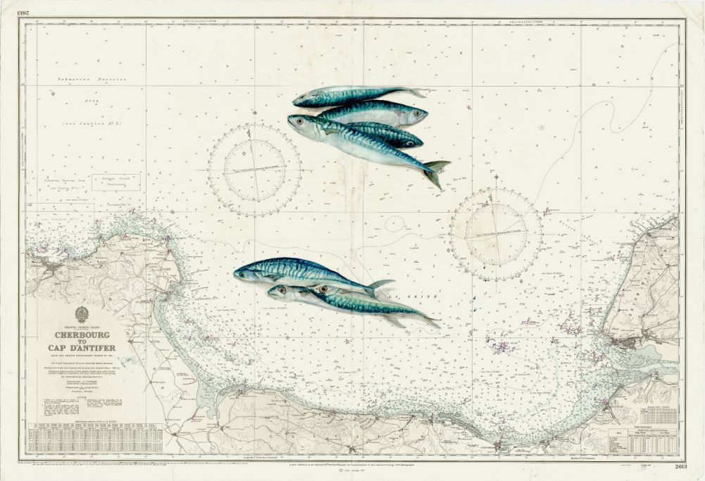 maquereaux au cap d'Antifer