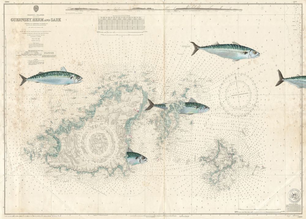 Maquereaux dans les iles Anglo-Normandes