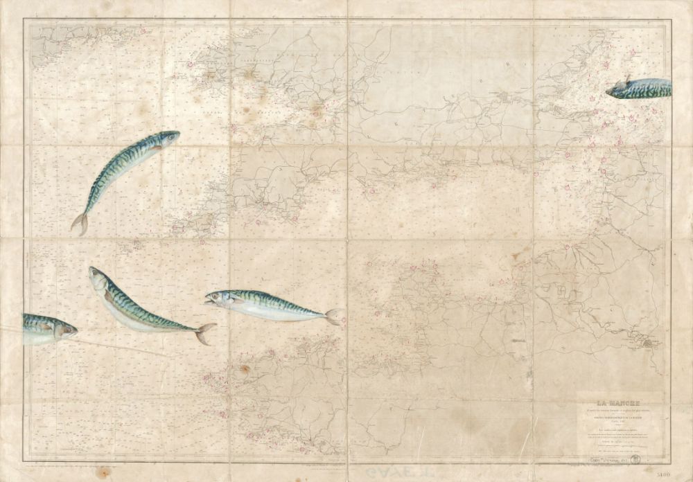 maquereaux sur la manche