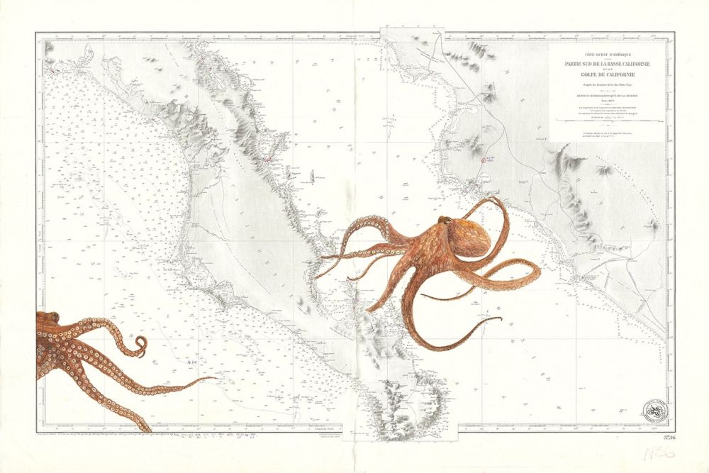 Poulpes dans le Golfe de Californie