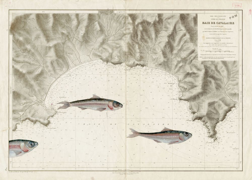 Sardines en baie de Cavalaire