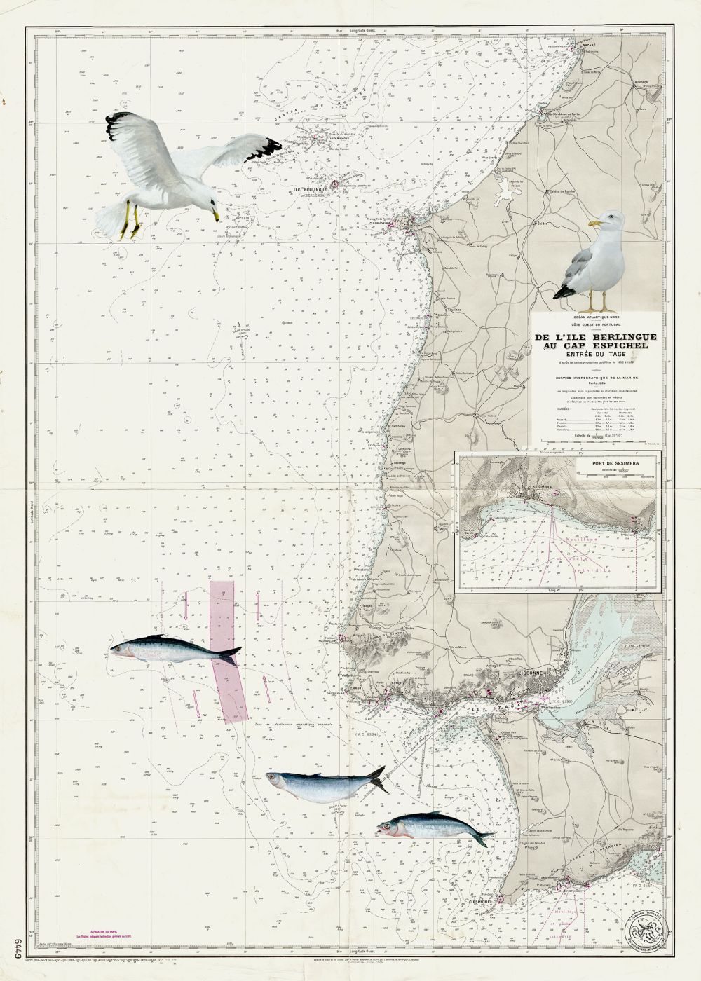 Sardines et Goélands sur la cote de L' Algrave