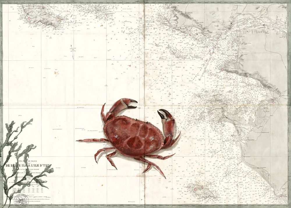 Tourteau de Belle île à l'Ile d'Yeu